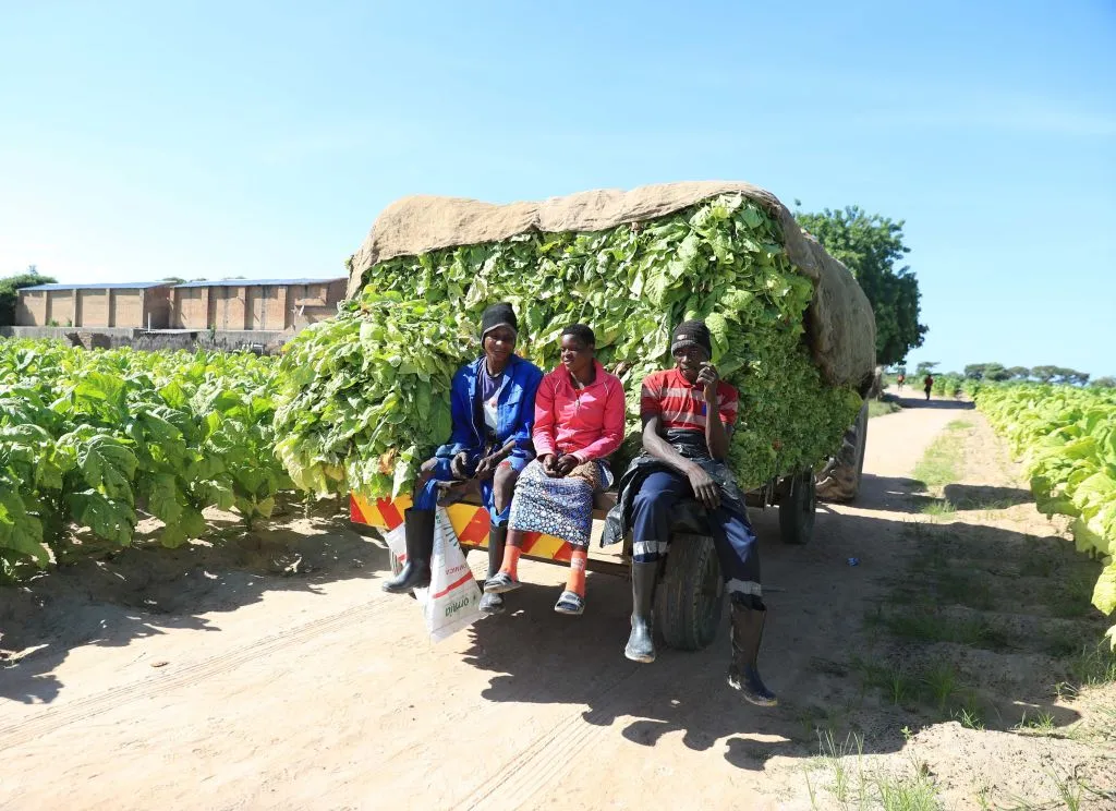 A truck loaded with harvested tobacco in Norton town, Zimbabwe.