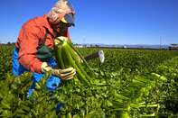 Agriculture Workers, Deemed Essential, Continues Working In The Fields In Oxnard, California