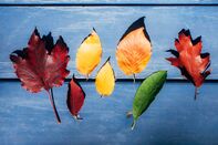 relates to Take a Professional’s Advice When Photographing Fall Foliage