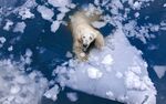 RF climate polar bear