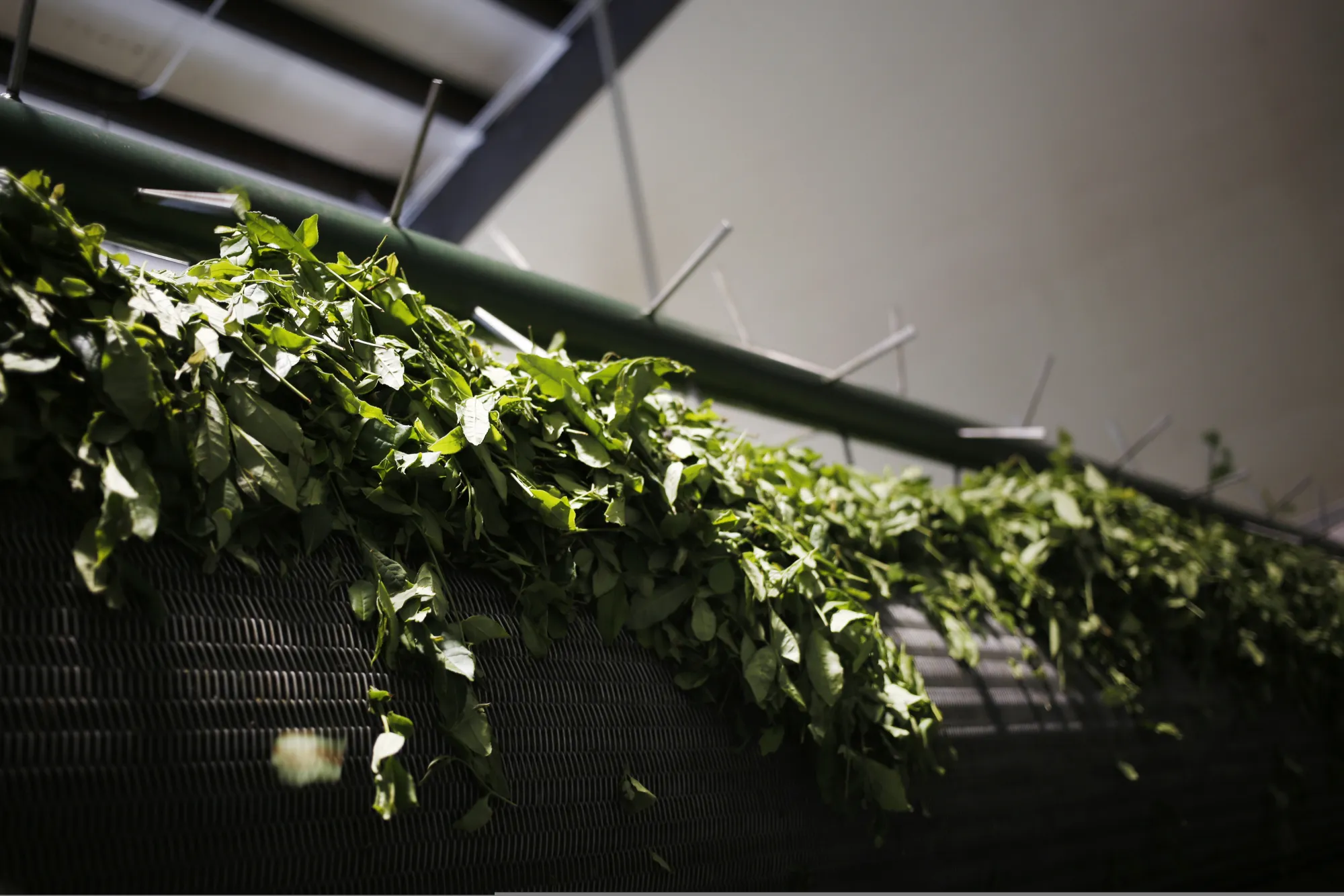 Tea leaves move along a drying belt while being processed at the Charleston Tea Plantation in Wadmalaw Island, South Carolina, U.S., on Thursday, Aug. 10, 2017. The Charleston Tea Plantation is the largest and oldest production farm in the growing domestic tea industry, located on 127 acres in the Southeast United States, it is home to the idyllic conditions for growing tea, a commodity most often associated with regions of Asia and Africa.