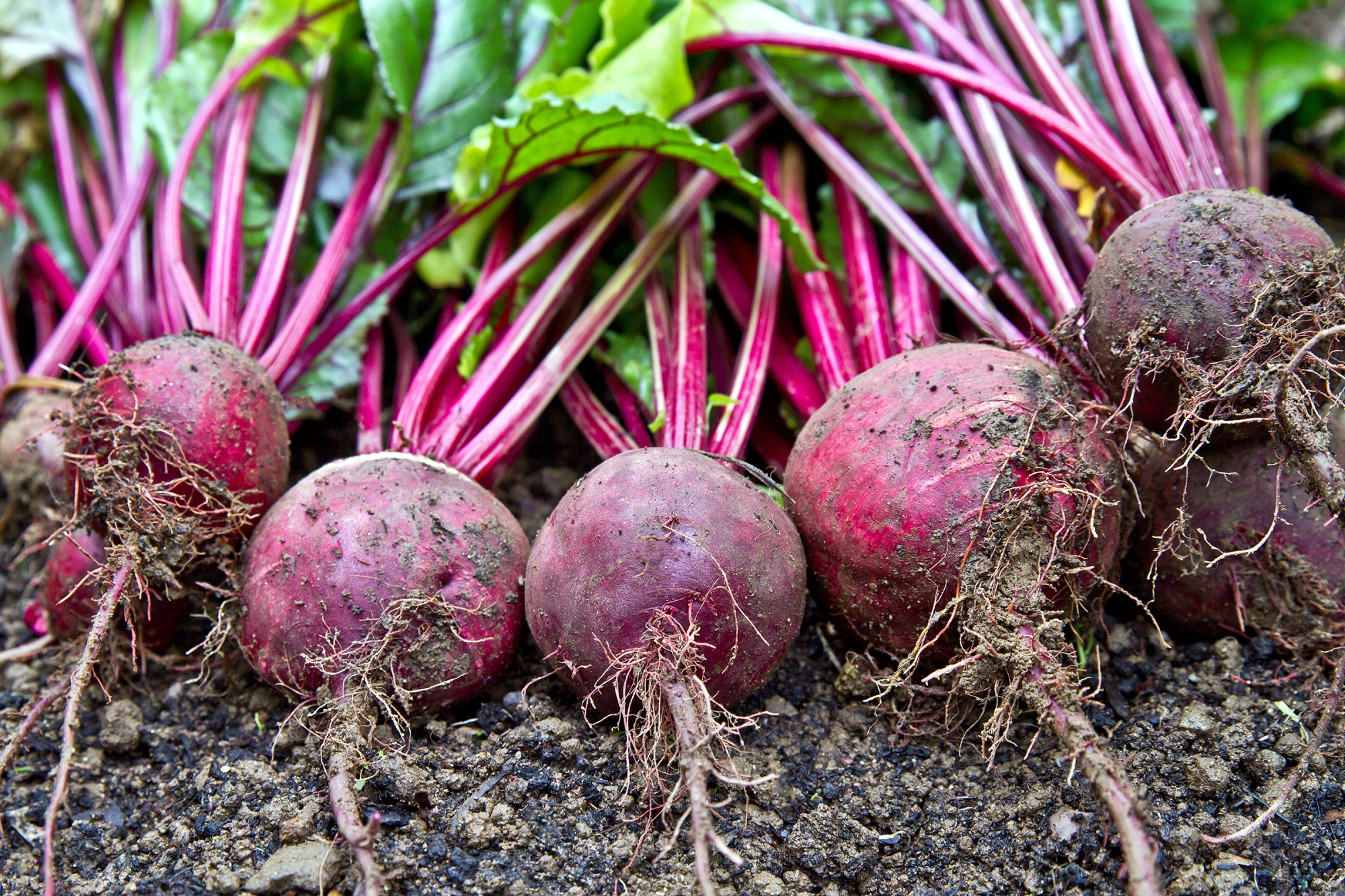 What Do You Do With 24 Tons of Beetroot Stockpiled for Brexit? - Bloomberg