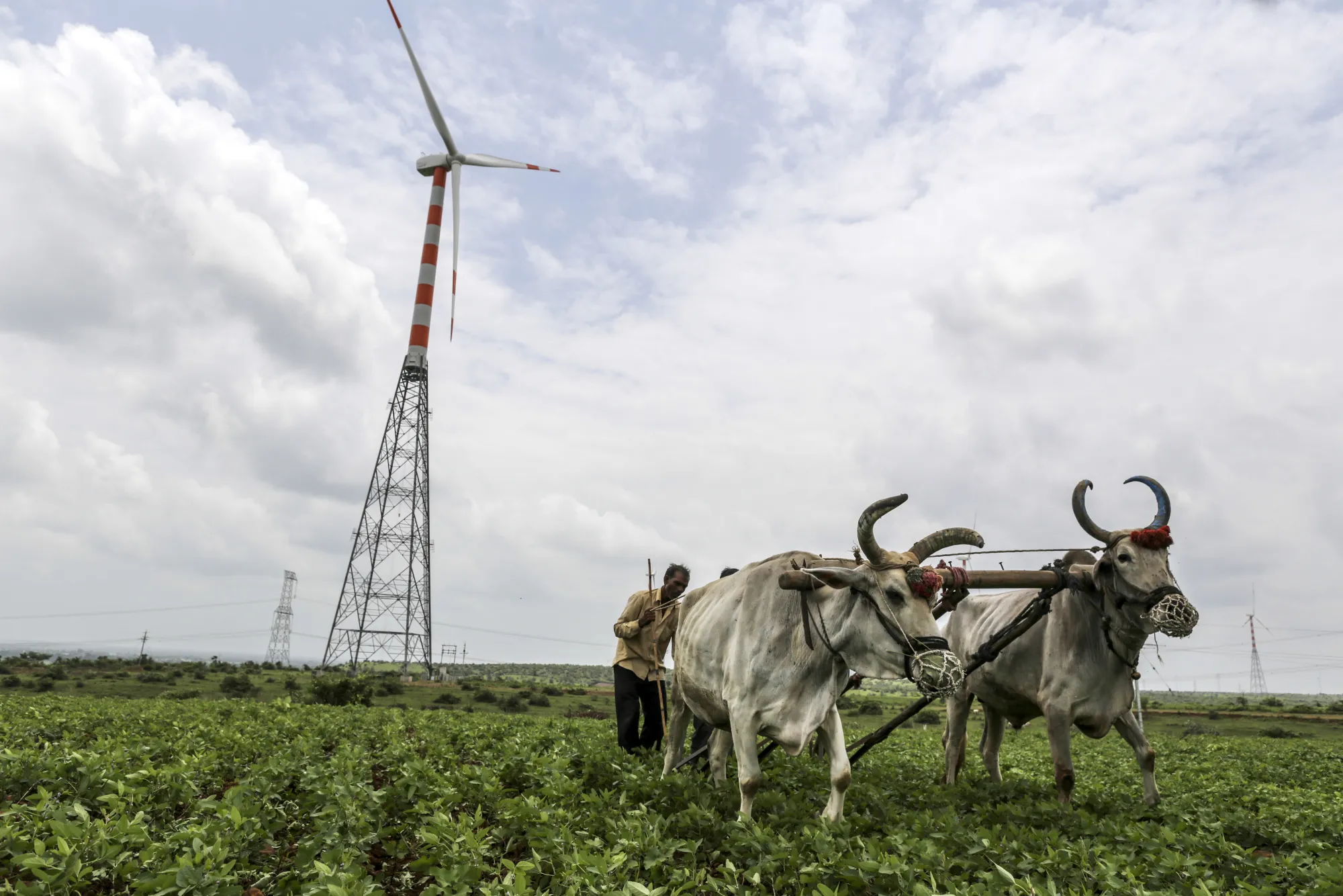 Cattle pull a plough near a wind turbine in Dewas, Madhya Pradesh, India.