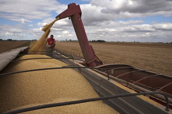 New State Soybean Giant Eyed Suspiciously by Argentine Traders