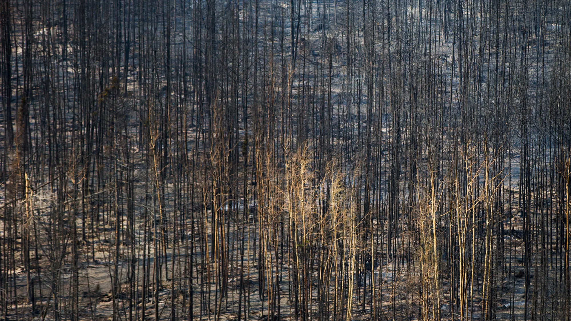 Burnt trees from wildfires burning stand in this aerial photograph taken above Fort McMurray, Alberta, Canada, on Friday, May 6, 2016. The wildfires ravaging Canada's oil hub in northern Alberta have rapidly spread to an area bigger than New York city, prompting the air lift of more than 8,000 evacuees as firefighters seek to salvage critical infrastructure.
