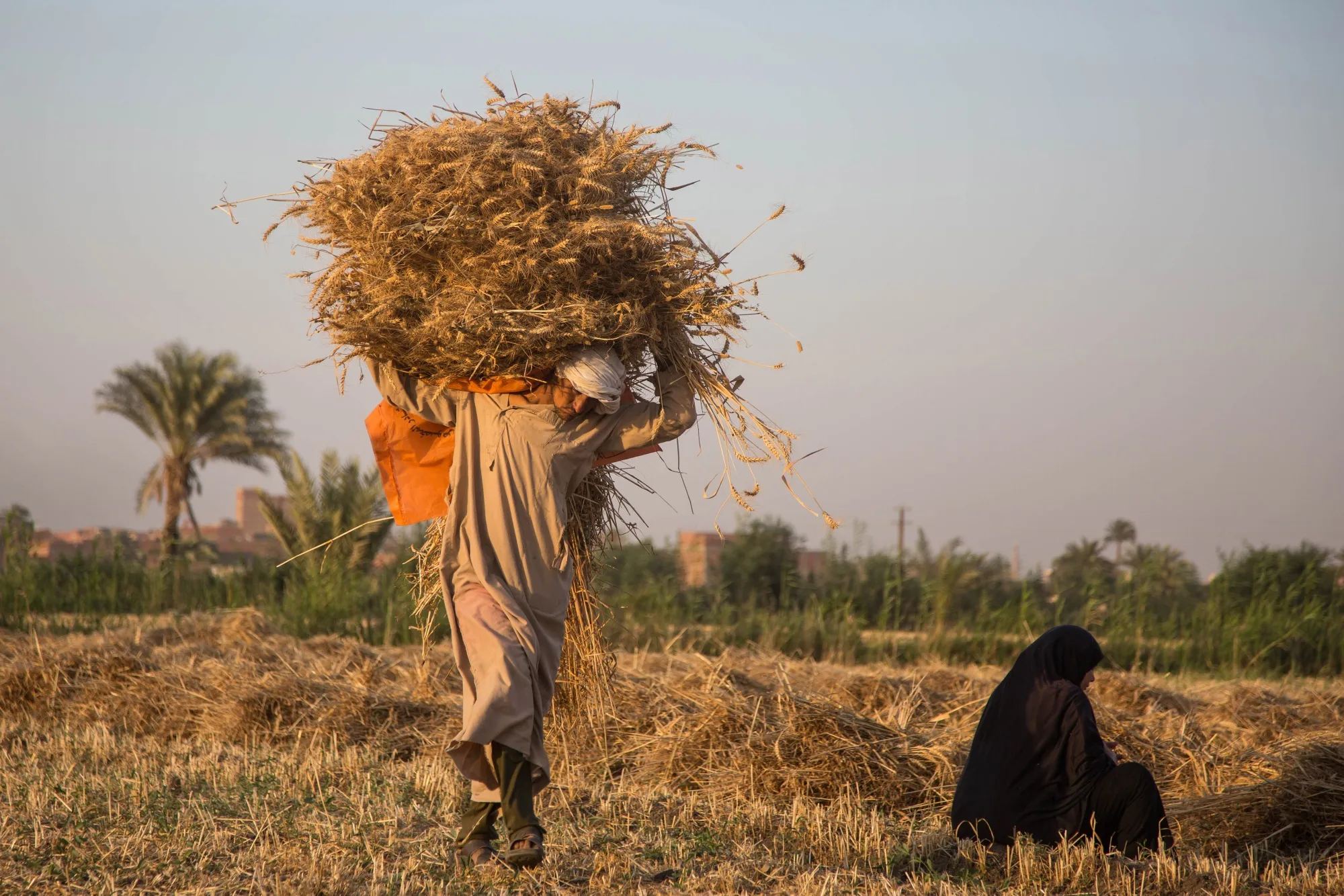 A worker carries wheat during the harvest in Fayoum, Egypt, on May 19.
