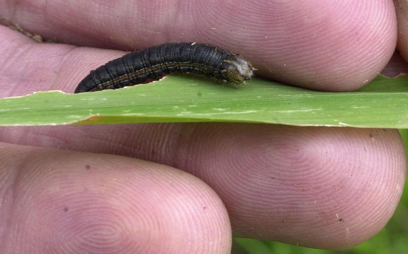 Armyworms Hit Zimbabwe’s Corn as Affected Zambian Farms Increase