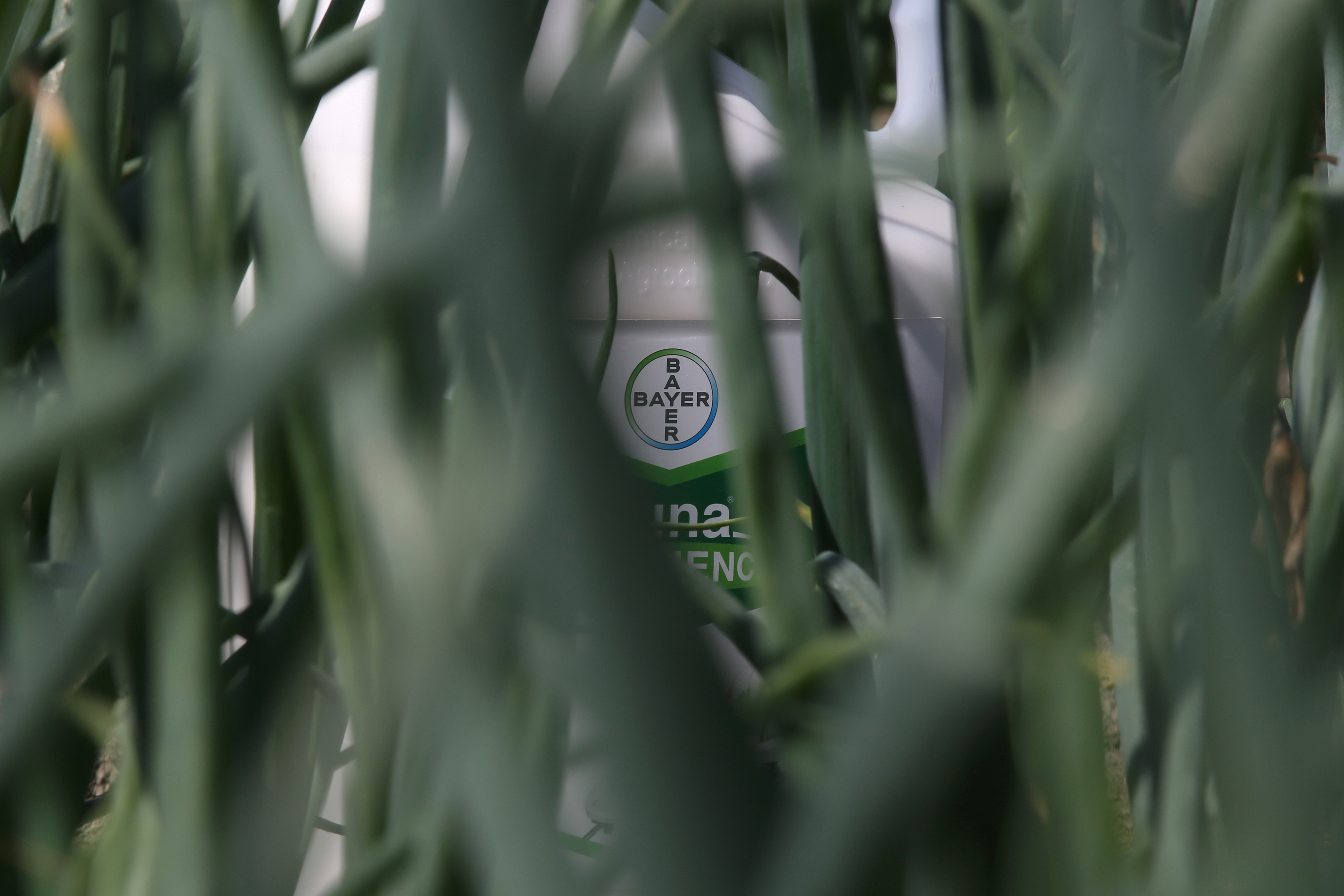 Bayer Bargain Shares Set for Relief After Roundup Ride Bloomberg