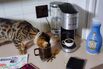 Keurig Courts Coffee Geeks With a Wi-Fi-Enabled Smart Brewer