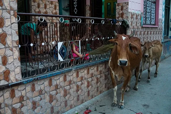 Some animals are more equal than others.
