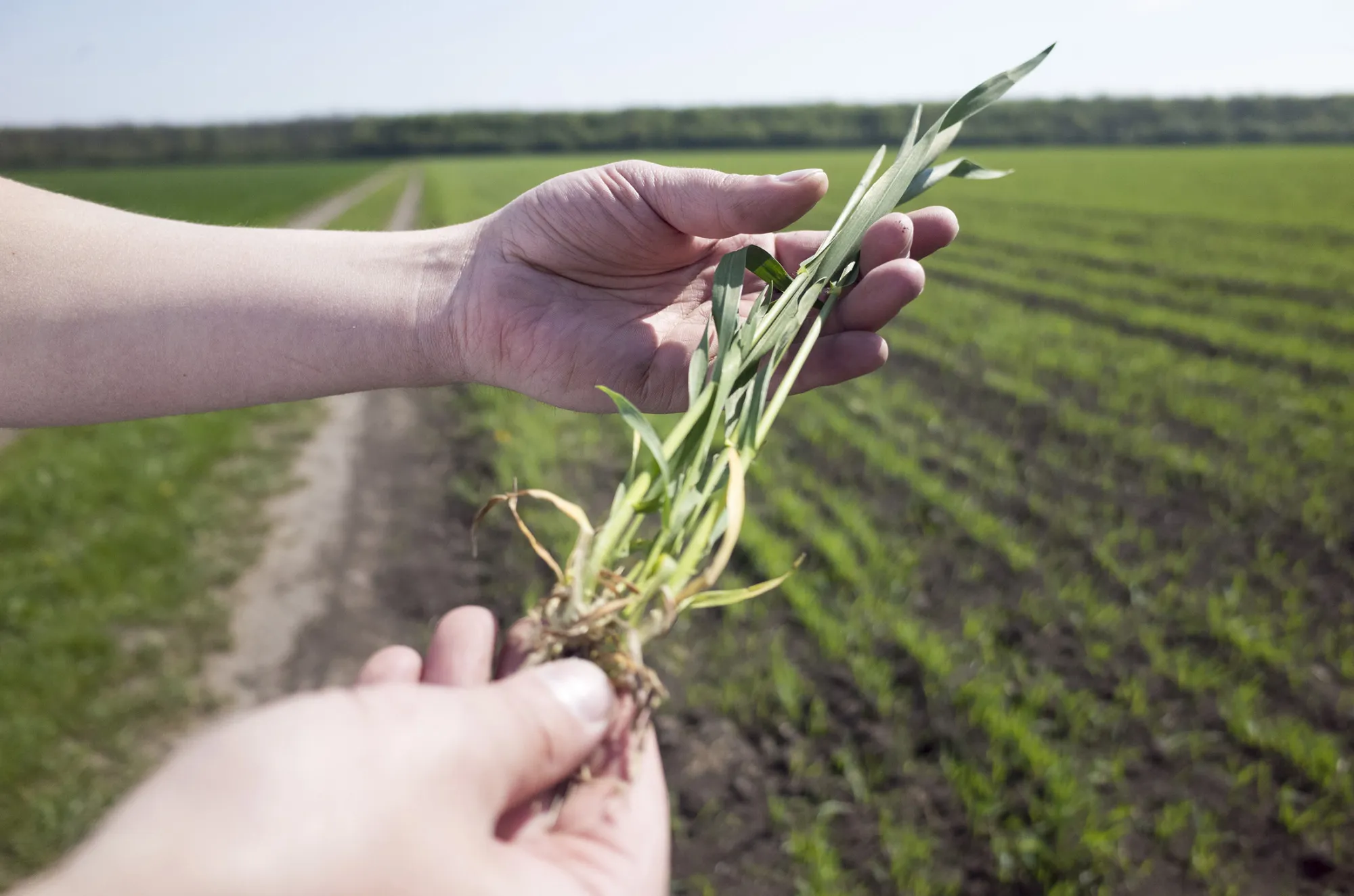 Winter wheat is inspected in a farmer's field operated by Mriya Agro Holding Plc in Ternopil, Ukraine, on Friday, May 2, 2014. The U.S. is the top wheat shipper, while Russia ranks fifth followed by Ukraine.

