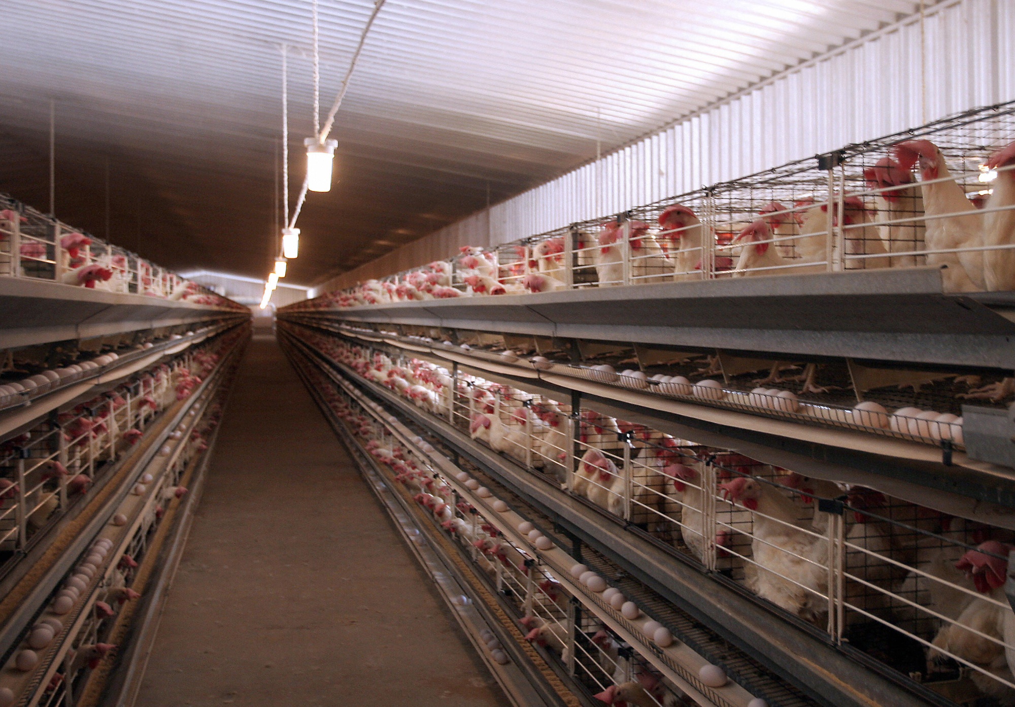 UAE News Abu Dhabi Turns to Poultry, Fish Farms for Food Security