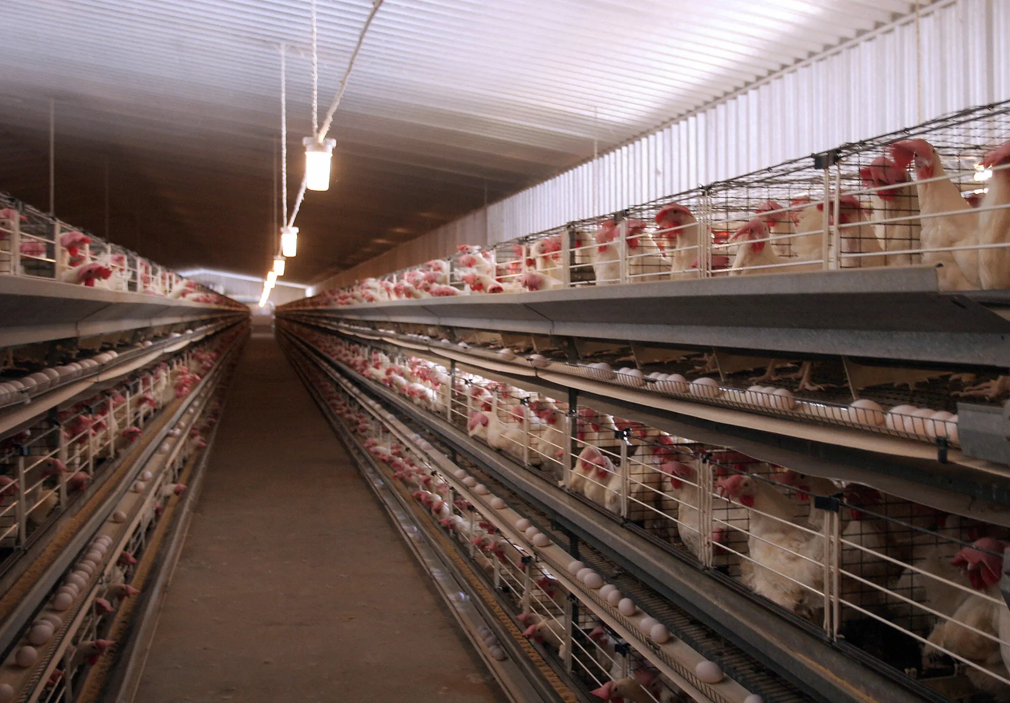 A poultry farm in Abu Dhabi.