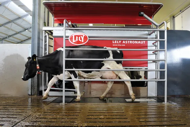 A cow exits the Lely Astronaut A4 milking machine