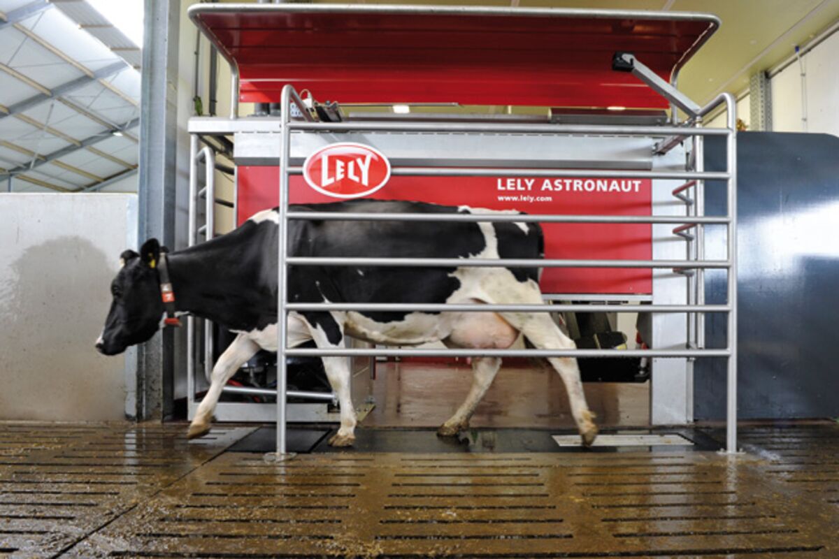 kompression Topmøde periode The $210,000 Cow-Milking Robot - Bloomberg