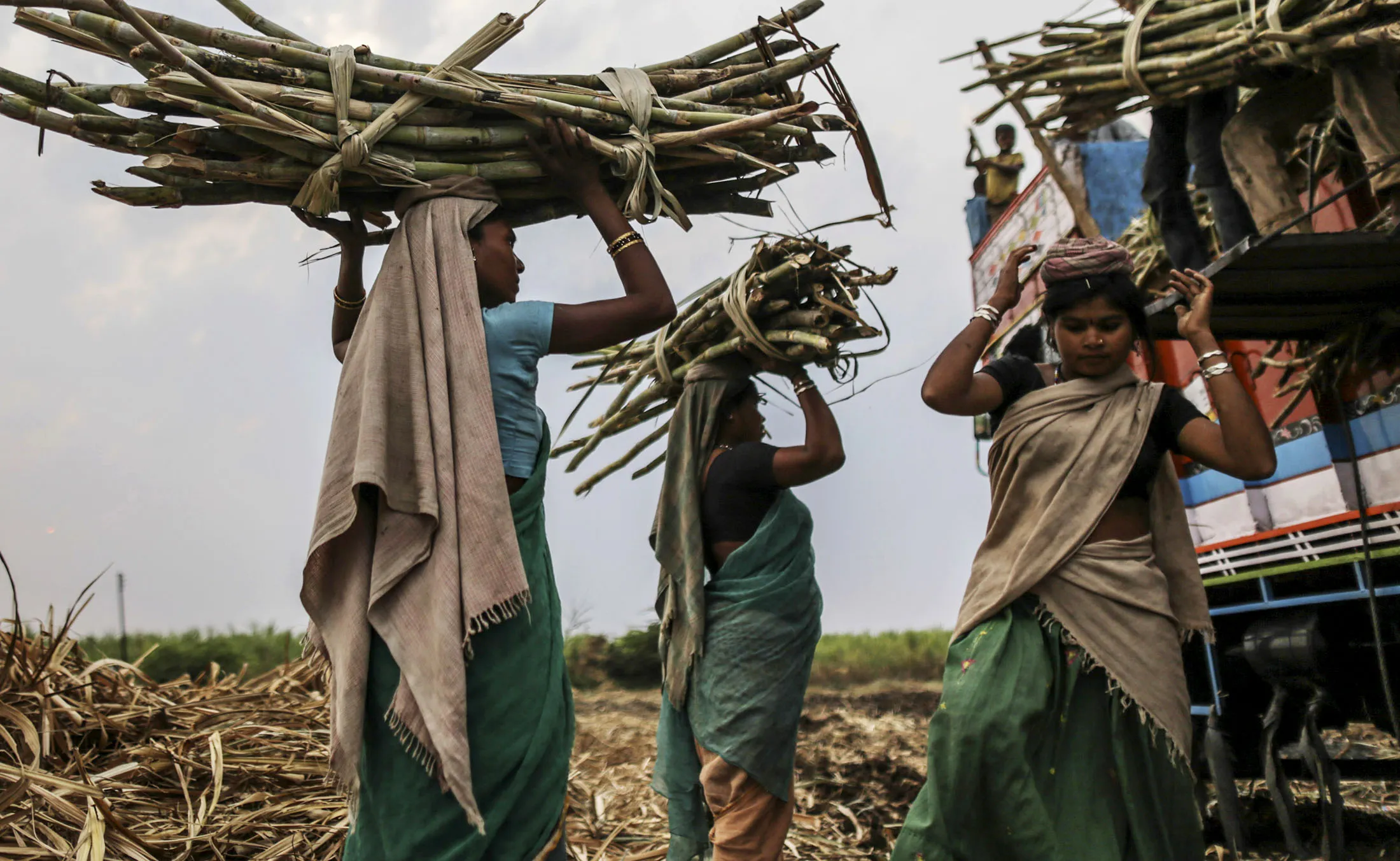 A sugercane harvest in Taloda, Maharashtra, India