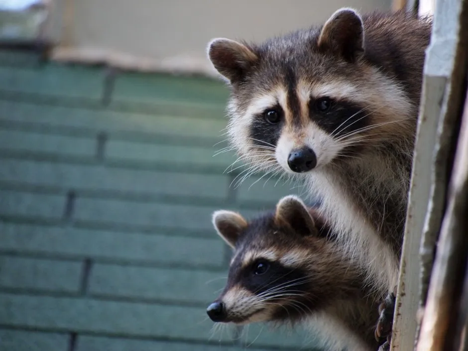 The Brilliance of City Raccoons: Best #Cityreads of the Week - Bloomberg