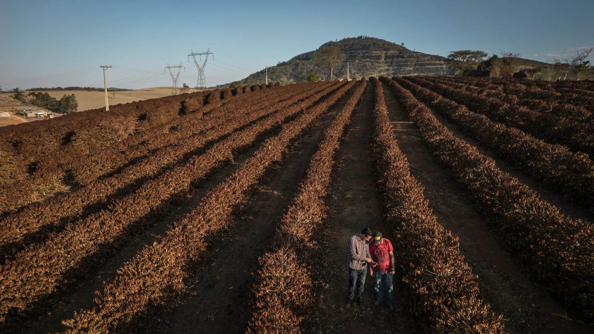 Farmers check on coffee plants near Caconde, Brazil.
