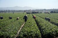 relates to 米移民取り締まりで「異常な光景」－萎縮した労働者、職場から消える