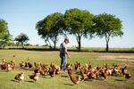 Hens are allowed to roam free at Brown’s farm, which produces sustainable eggs for NestFresh.