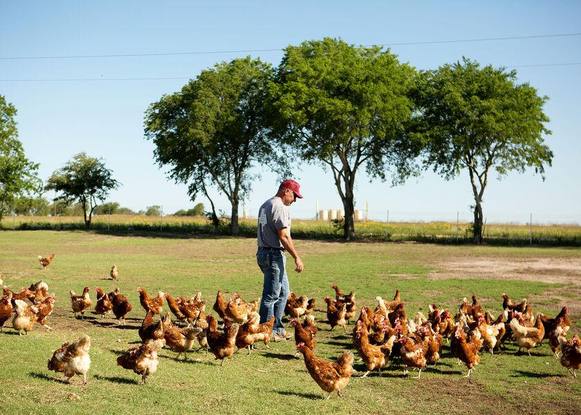 relates to Climate-Friendly Eggs Are Here. Will Consumers Bite?