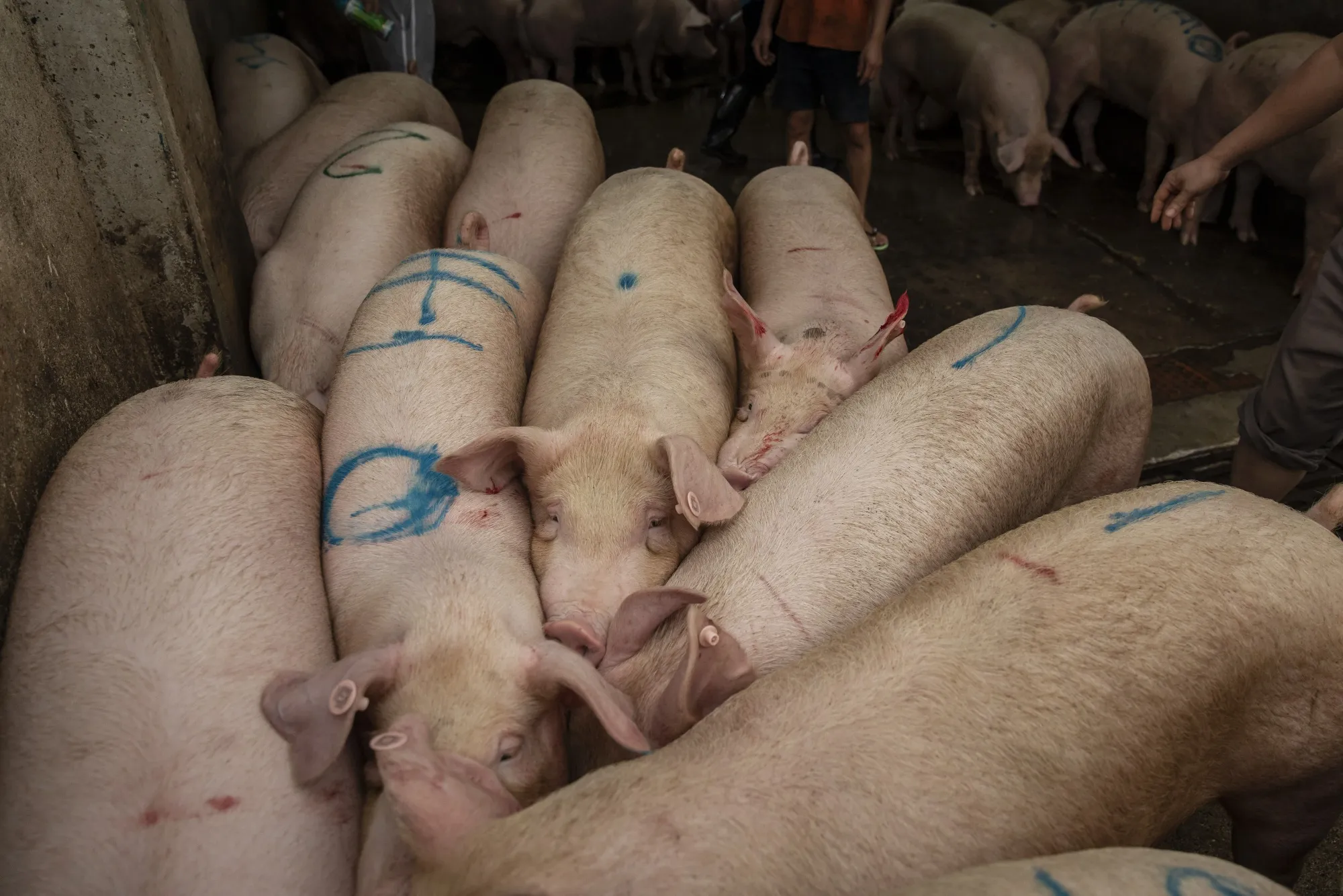 China&nbsp;has been ravaged by African swine fever, with herds shrinking by almost half, spurring a surge in meat imports and record pork prices.