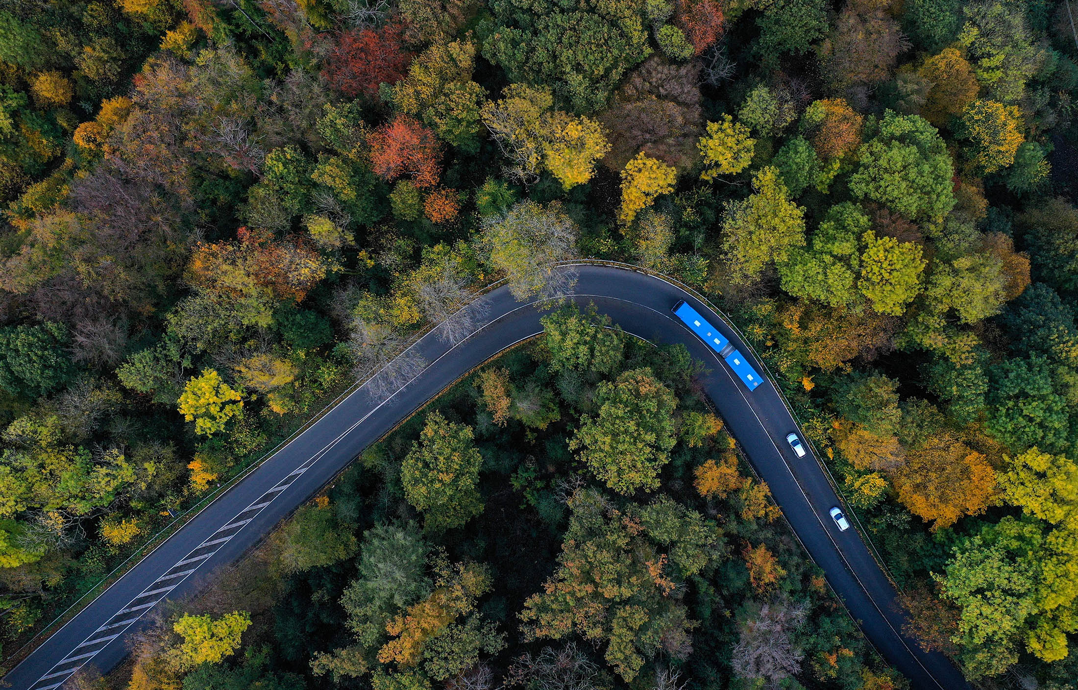 How Roads Have Transformed the Natural World