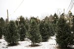 Christmas trees grow in Blacklick, Ohio.