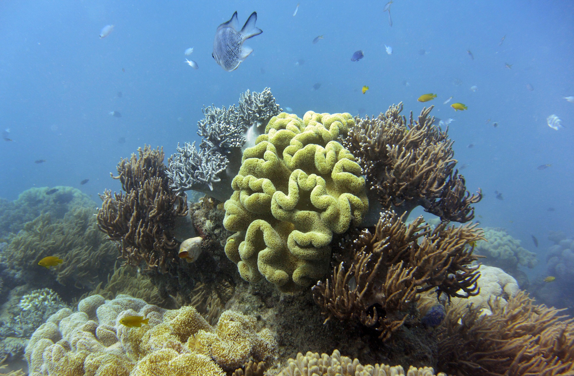 Great Barrier Reef Will Die Without Climate Action, SMH Reports - Bloomberg