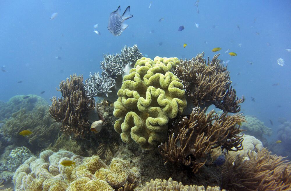 Fish swim through the coral at the Great Barrier Reef in Australia