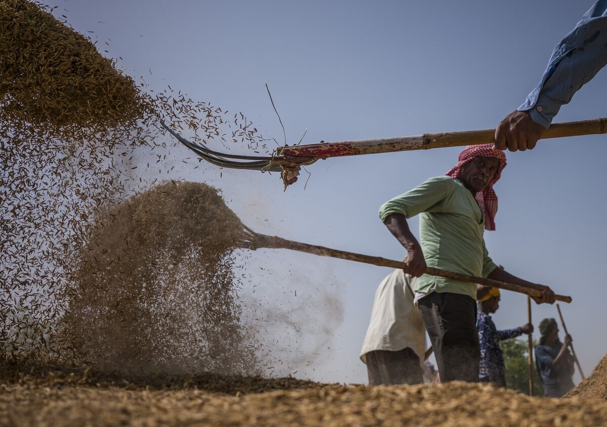 india-s-ample-rice-reserves-mean-no-need-to-panic-yet-flipboard