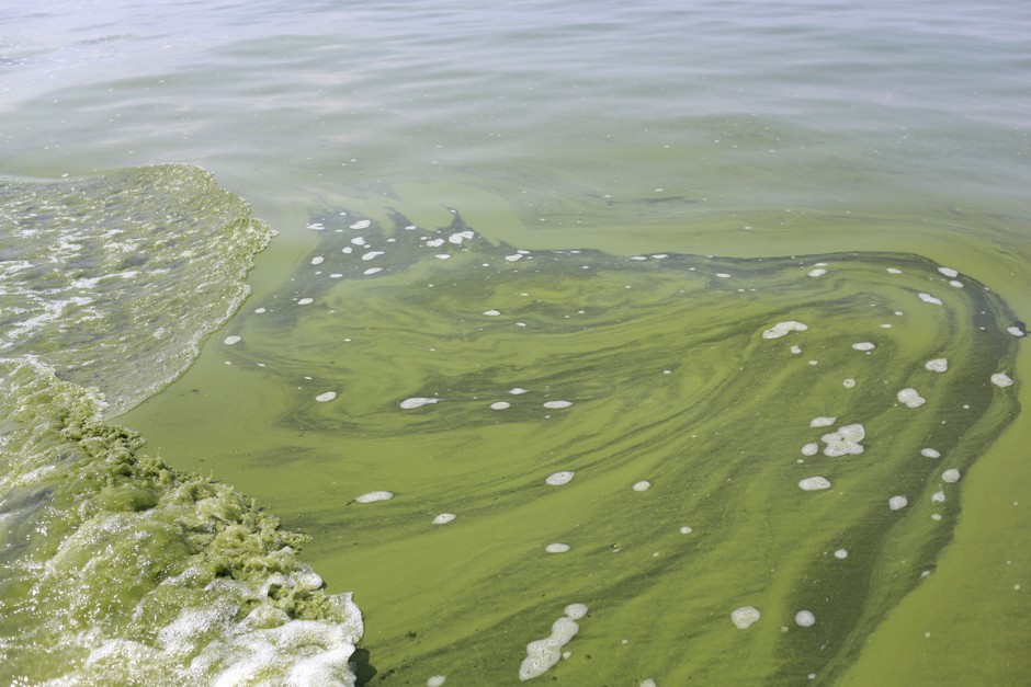 Algae Lake Erie, about 2.5 miles off the shore of Curtice, Ohio, in August 2014.