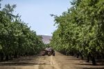 California is tops in the U.S. for both dairy production (about one-third more than No. 2 Wisconsin) and almonds (80 percent of global output).
