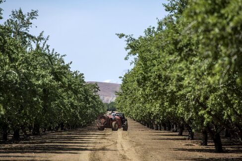 1473760354_Almond-trees