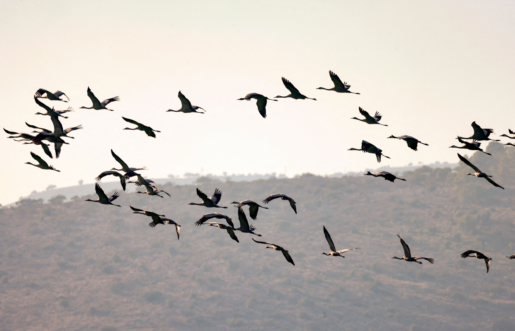 птицы израиля фото