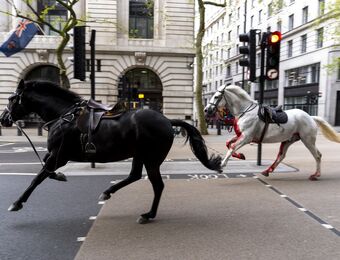 relates to Army Horses on the Loose Bolt Through Central London