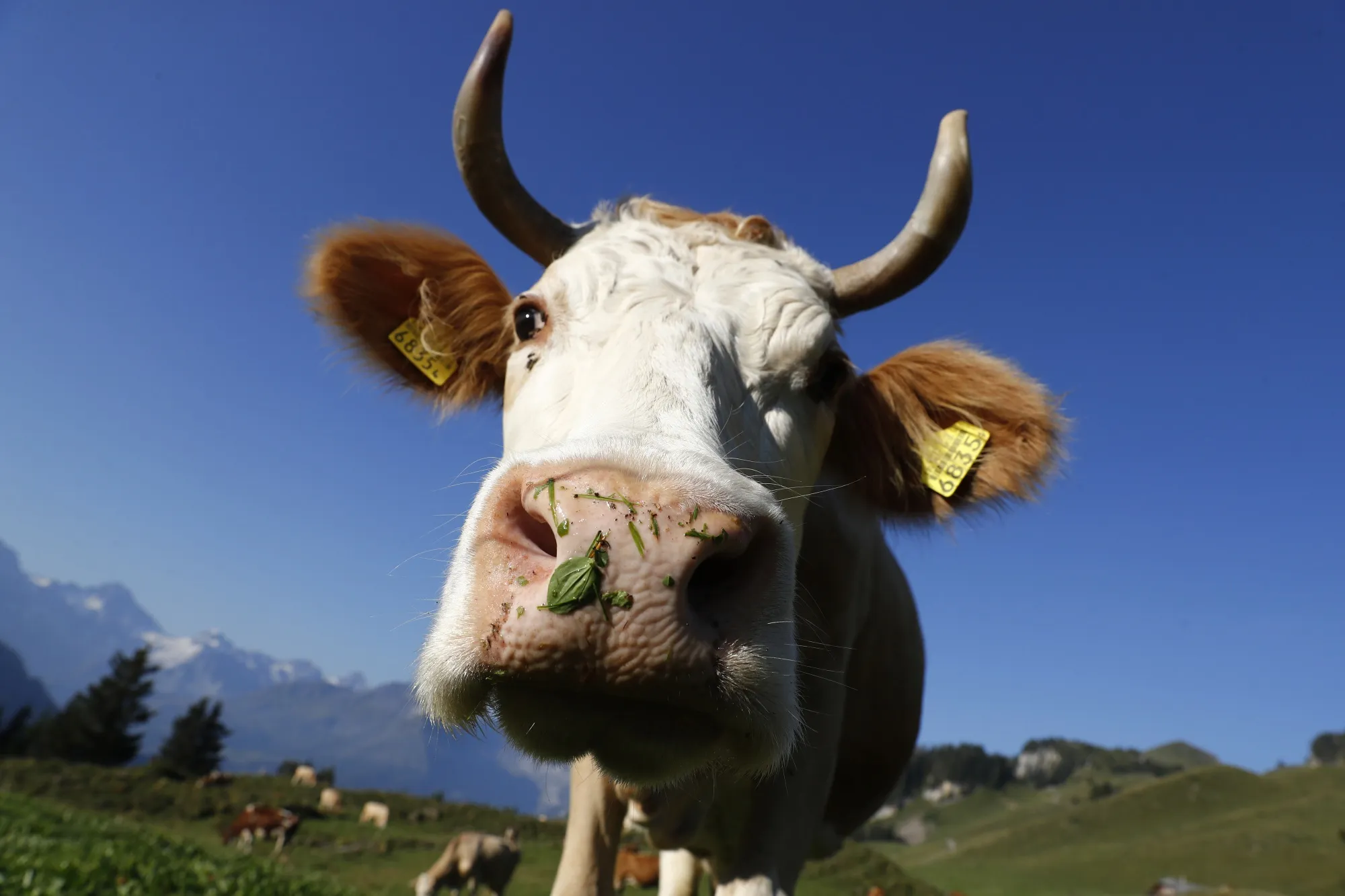A cow grazes in a field at the Inner-Iselten mountain pasture, near Grindelwald, Switzerland.