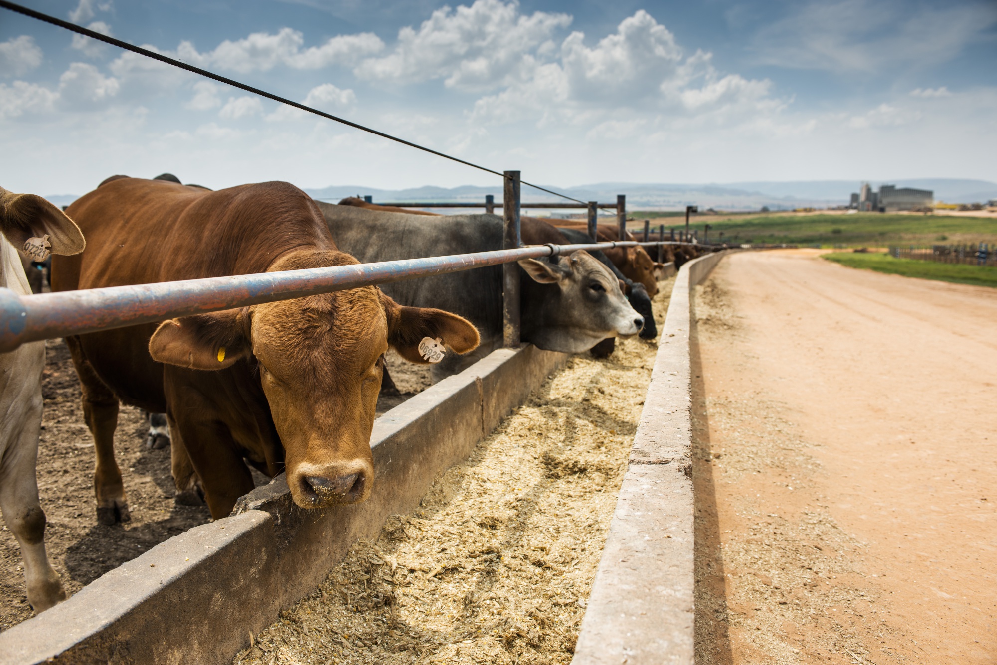 South African Agribusiness Confidence Advances From 2009 Low - Bloomberg