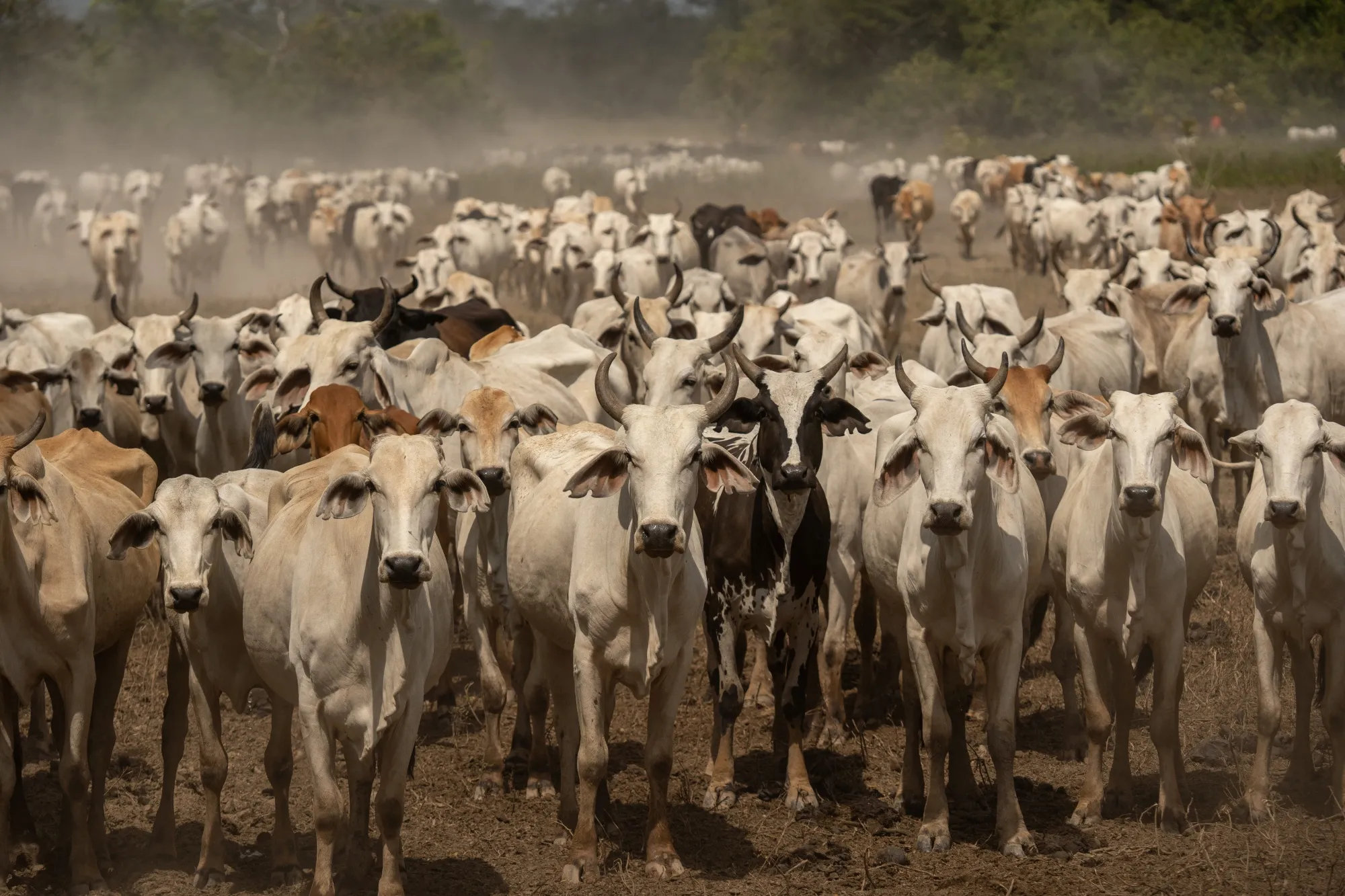 Cattle at the Las Mercedes ranch in Barinas, Venezuela.