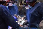 Members of the surgical team perform the transplant of a pig heart into patient David Bennett in Baltimore, Maryland, U.S., on Jan. 7.