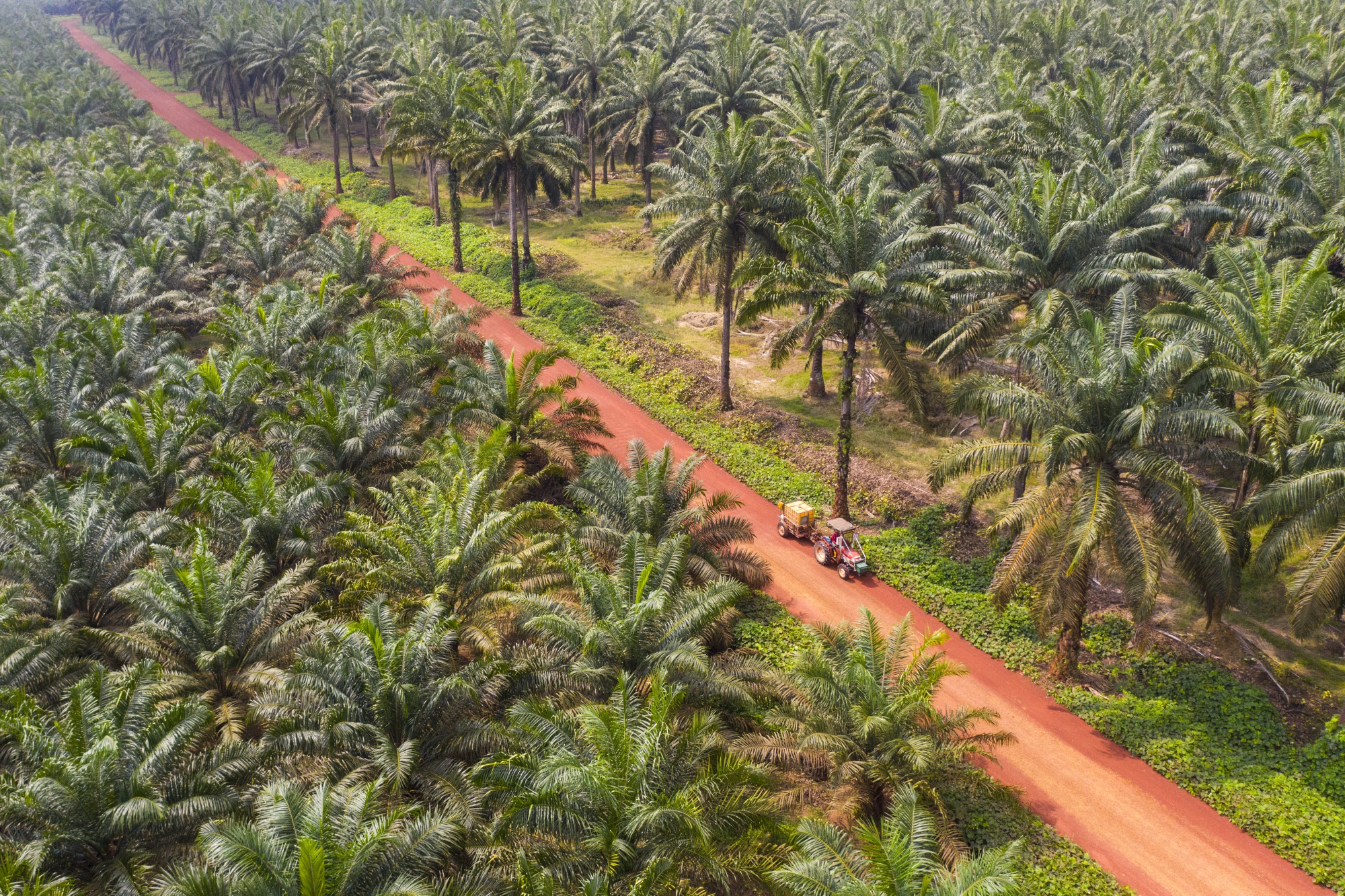 A tractor travels along a track at a palm plantation in Malaysia.