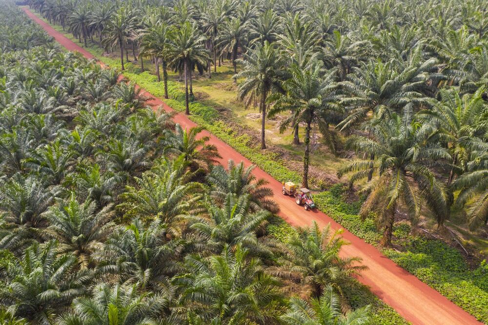 palm oil ile ilgili görsel sonucu