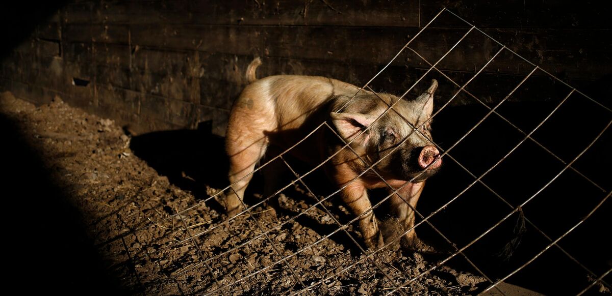 World’s Largest Pig Producer to Look… – xfoor