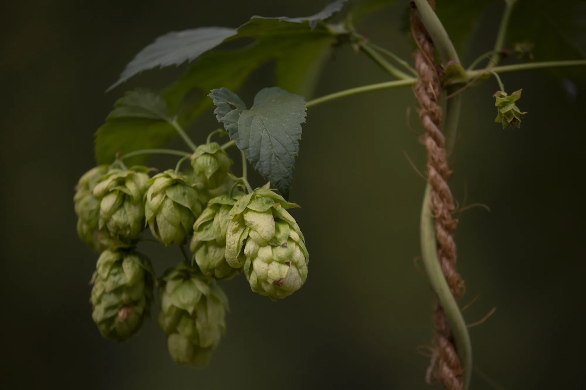 Hops grow on a vine at the Morrier Ranch in Yakima, Washington.