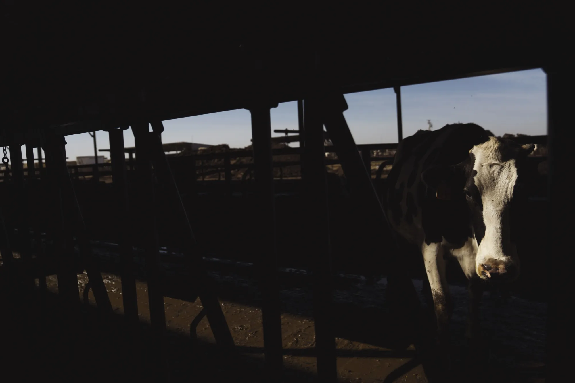 Extreme weather is&nbsp;threatening the global dairy supply as cows&nbsp;yield less milk under scorching temperatures.&nbsp;