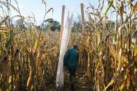 Your Local Haunted Corn Maze Is Infuriating The Neighbors