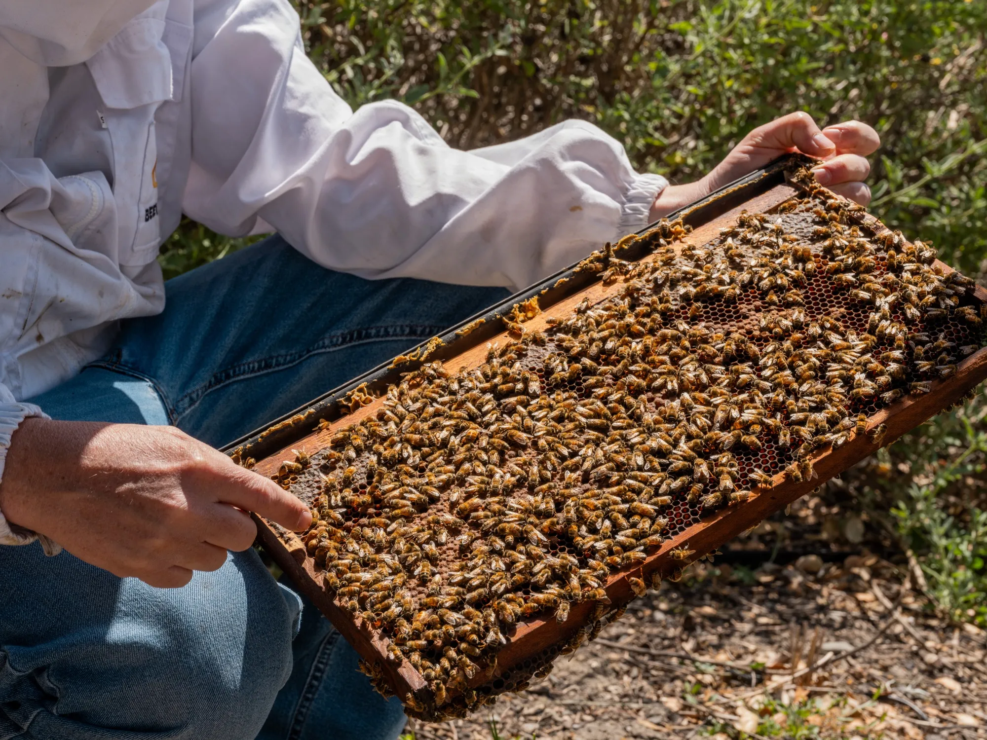Beehives Equipped With AI and Robotics Support California Almond Crop -  Bloomberg