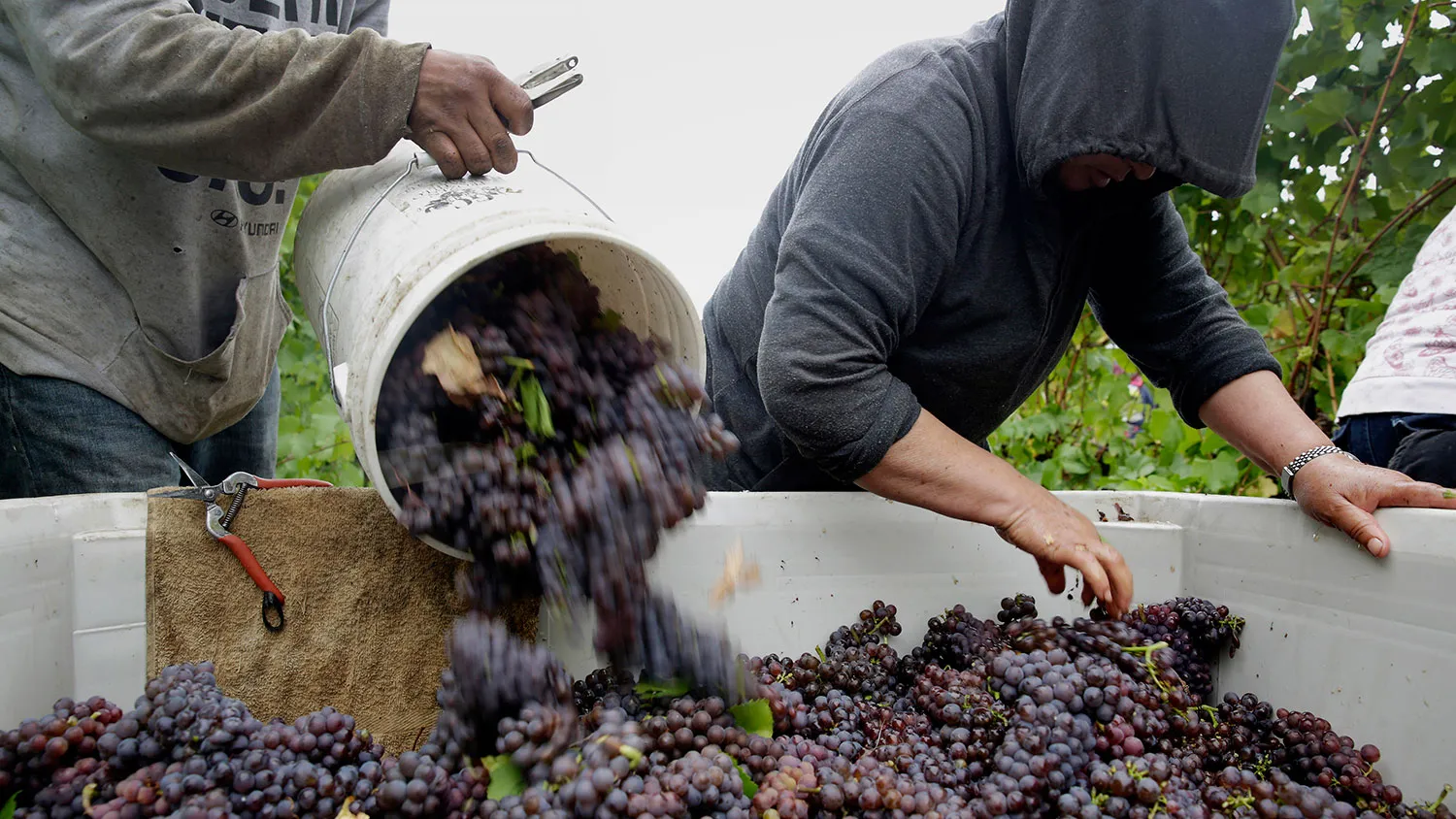 Workers harvest pinot gris grapes in Oregon.
