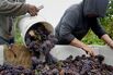 Workers harvest pinot gris grapes in Oregon.

