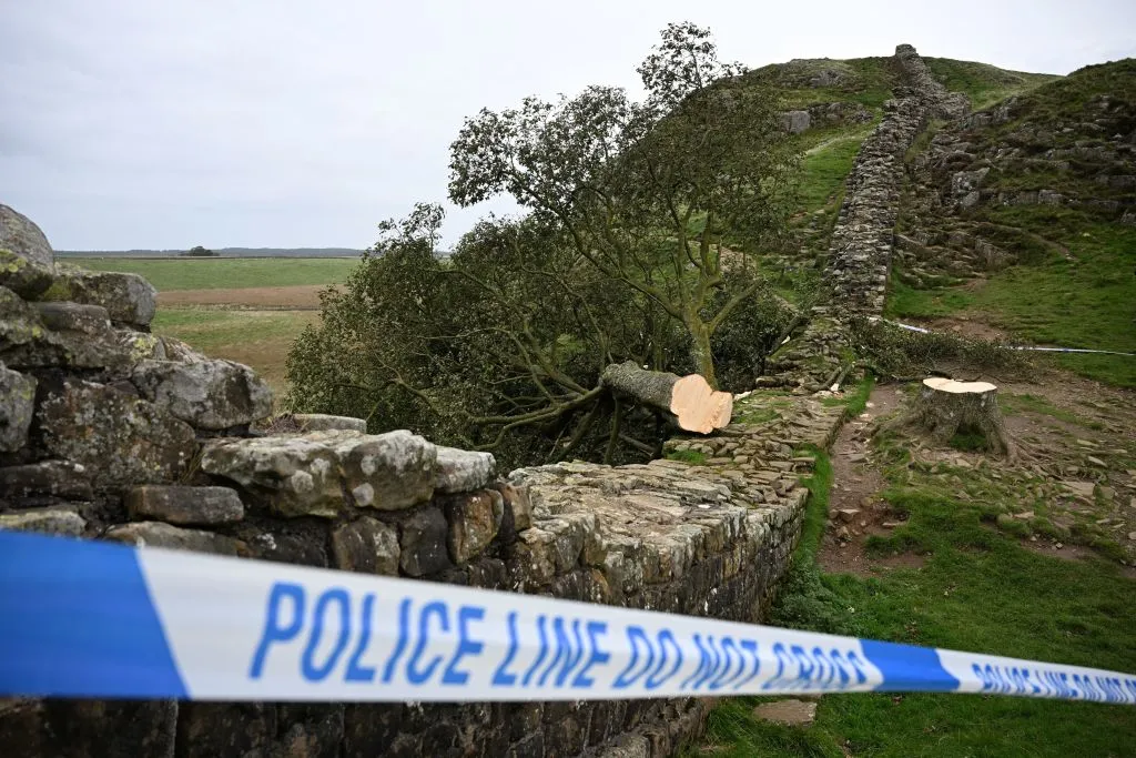 The felled Sycamore Gap tree,&nbsp;along Hadrian's Wall, near Hexham in&nbsp;northern England on Sept.&nbsp;28, 2023.